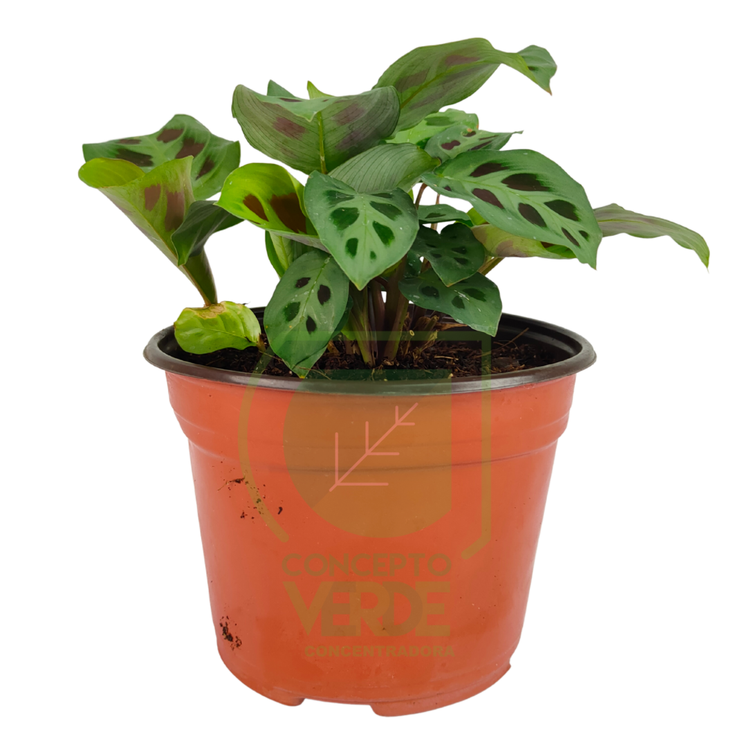 Sapito 6&quot;
