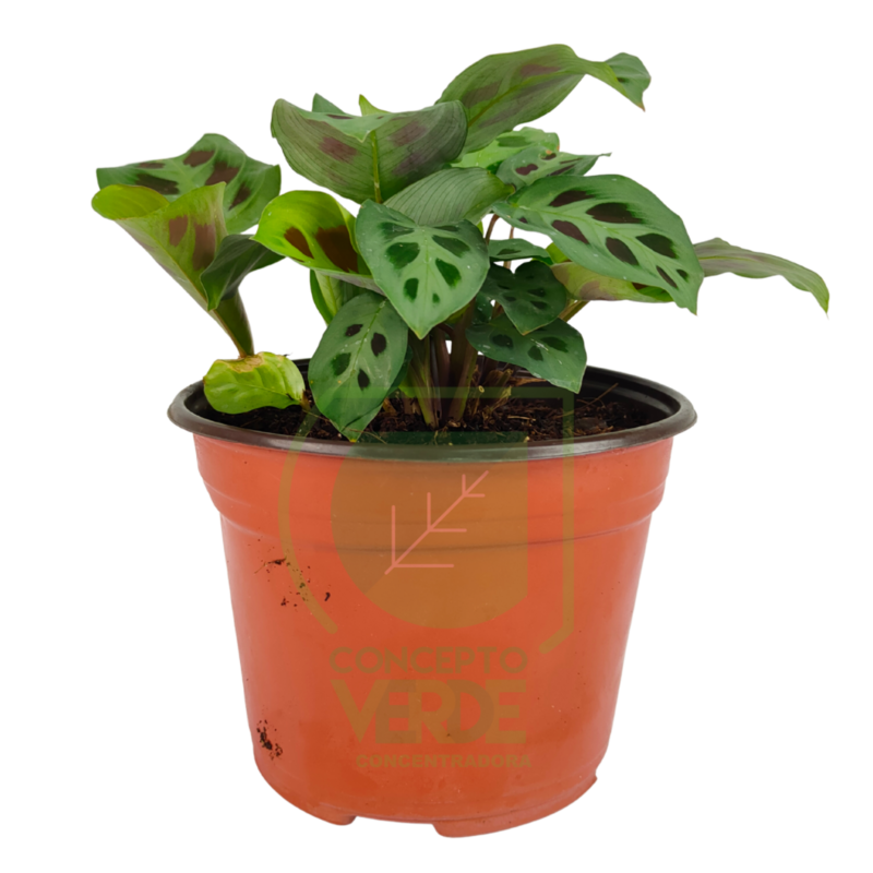Sapito 6&quot;