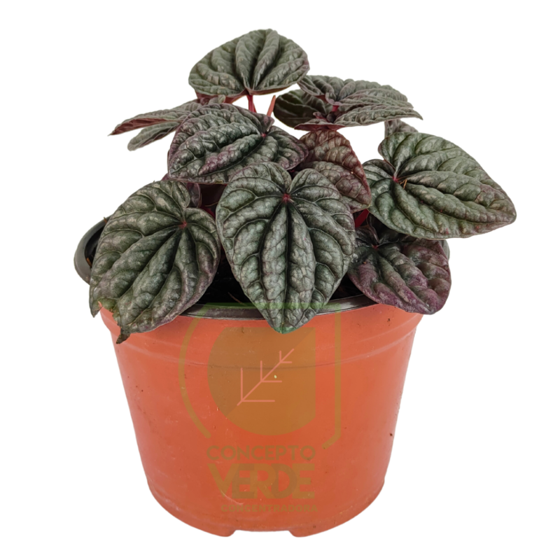 Cascara De Nuez 6&quot;