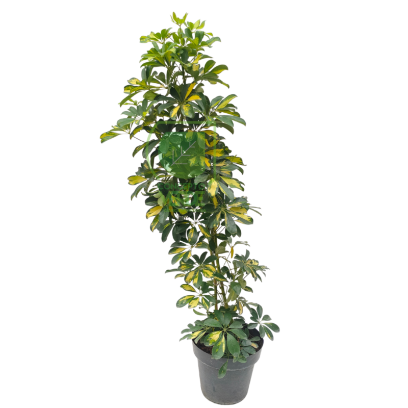 Aralia Pinta #3