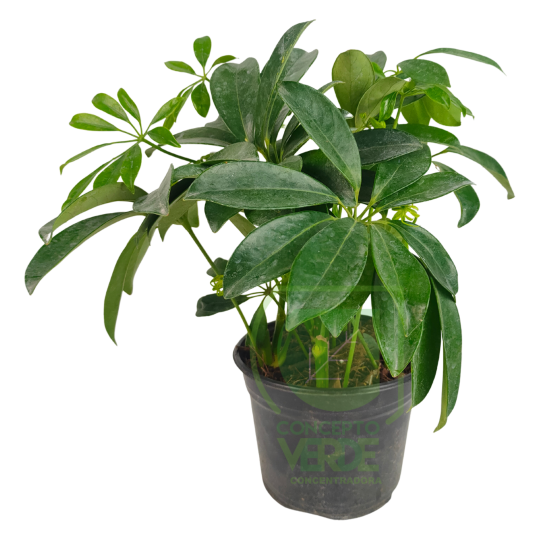 Aralia Verde #1