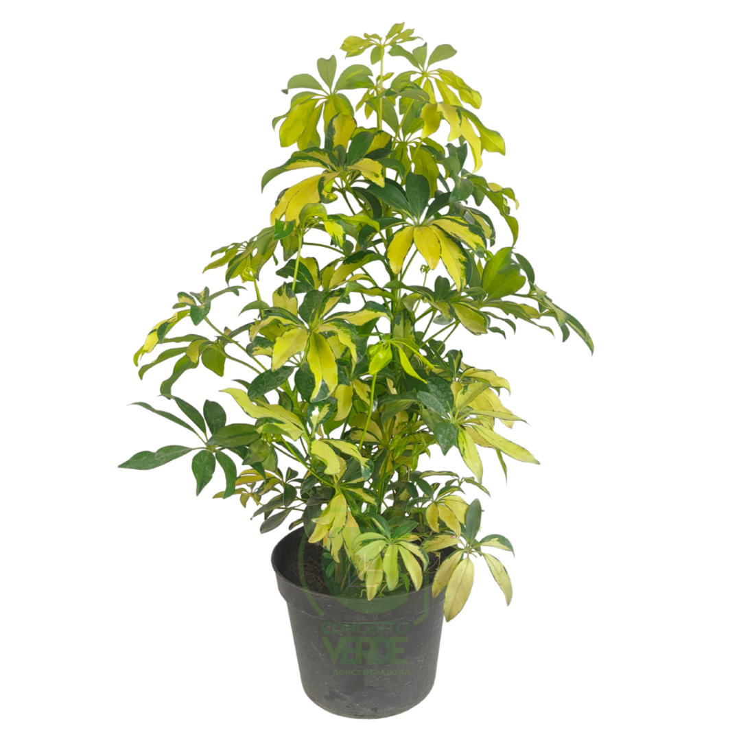 Aralia Pinta #2