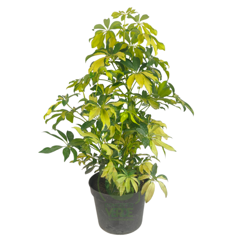 Aralia Pinta #2