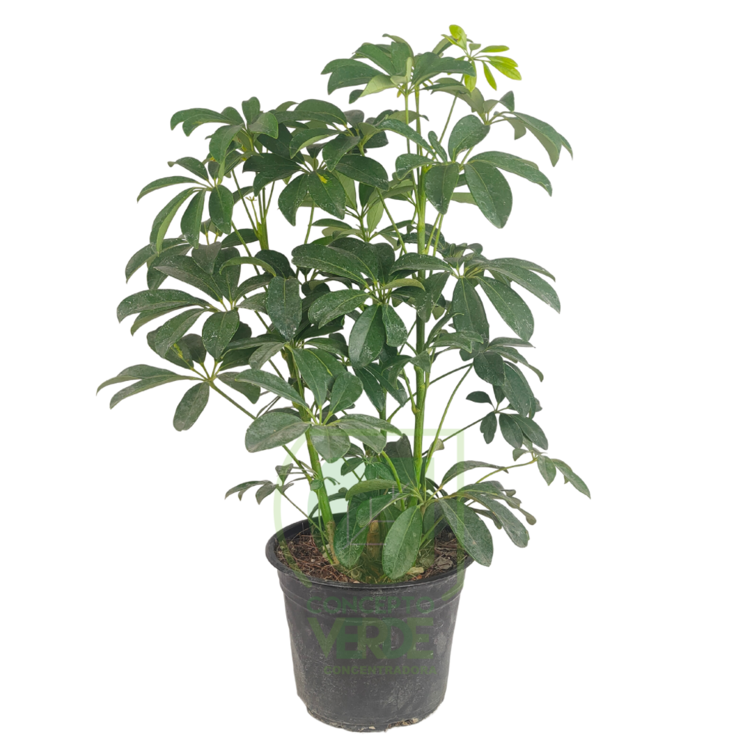 Aralia Verde #2