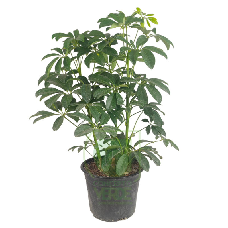Aralia Verde #2