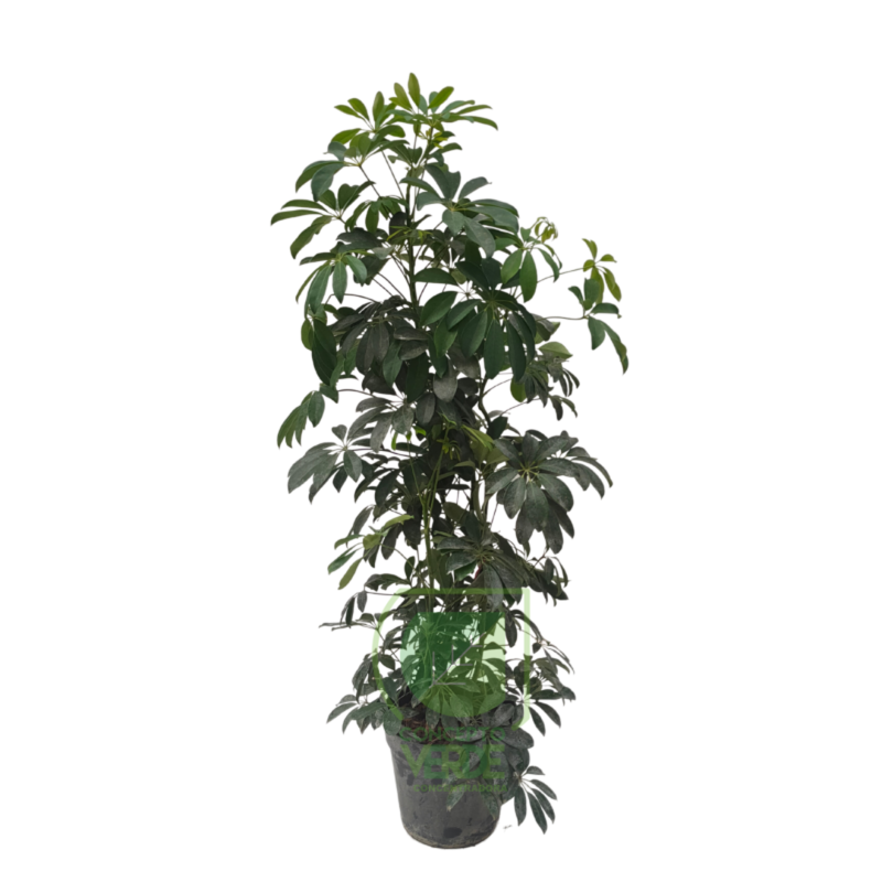 Aralia Verde #3