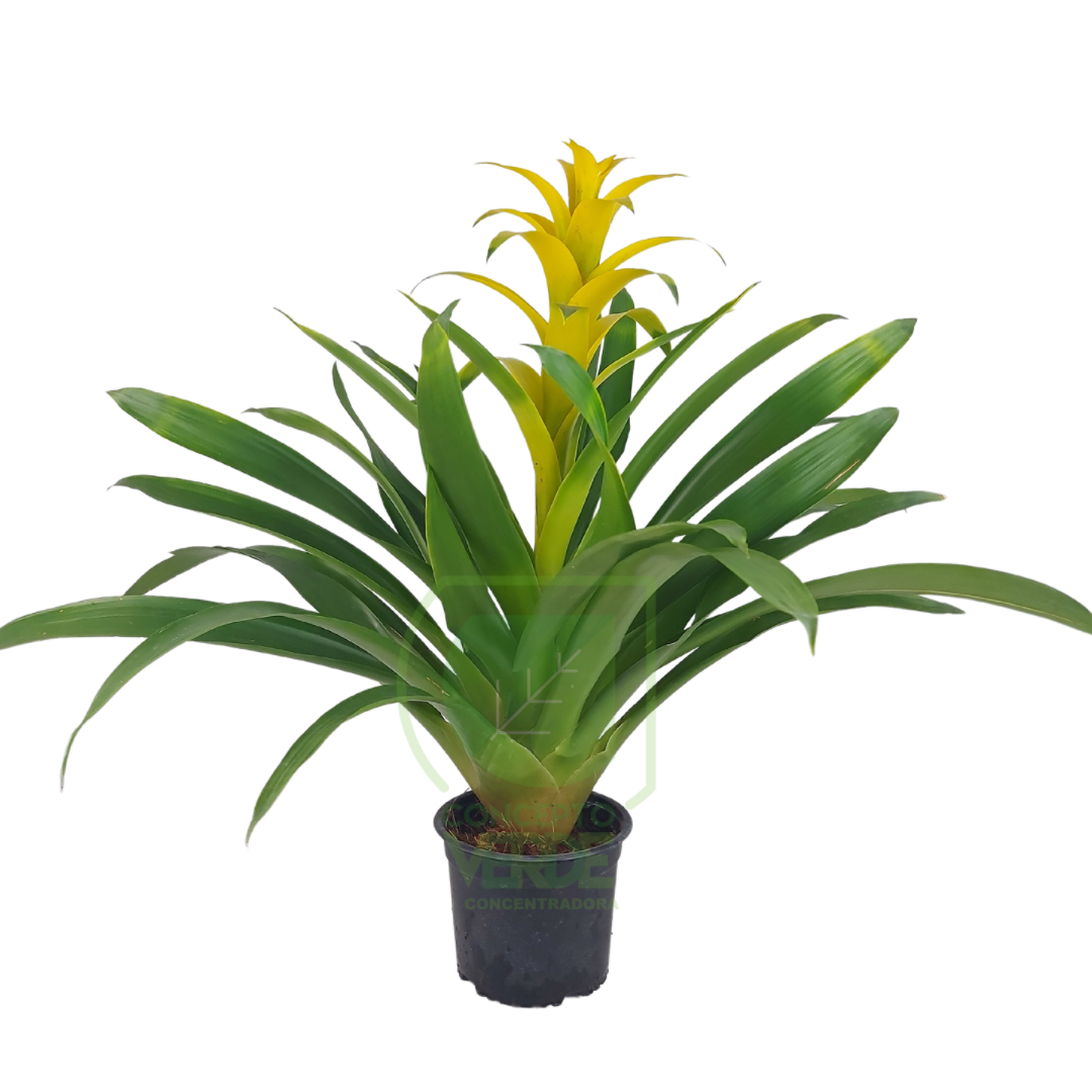 Bromelia Guzmania