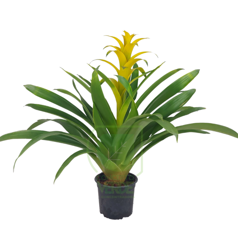 Bromelia Guzmania