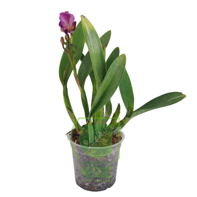 Orquídea Cattleya