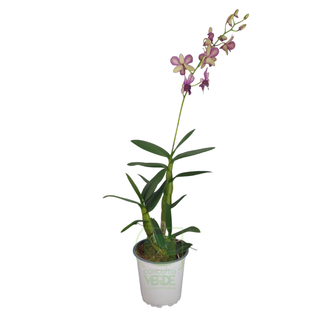 Orquídea Dendrobium