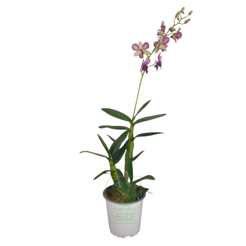 Orquídea Dendrobium