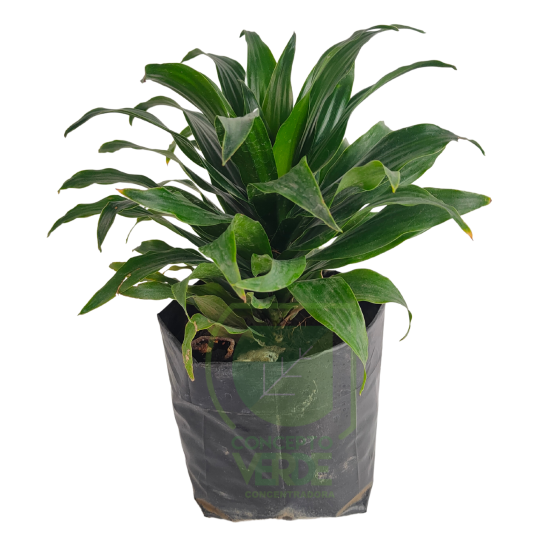 Dracaena Compacta (Chica)