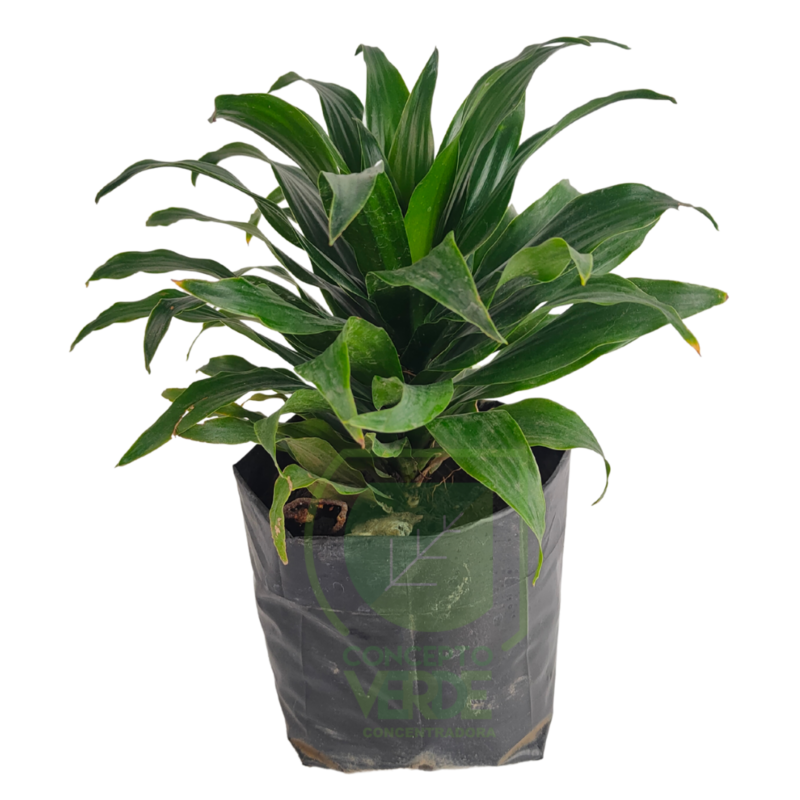 Dracaena Compacta (Chica)