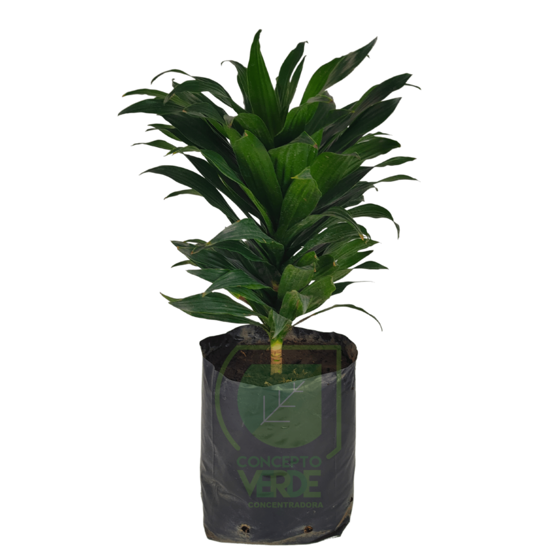 Dracaena Compacta (Mediana 2)