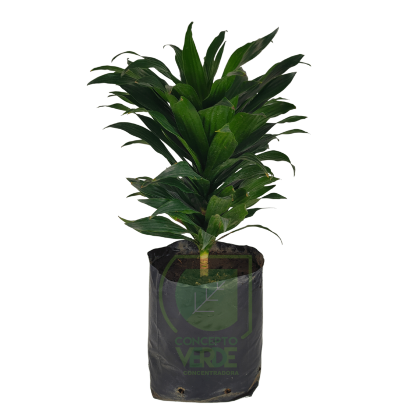 Dracaena Compacta (Mediana 2)