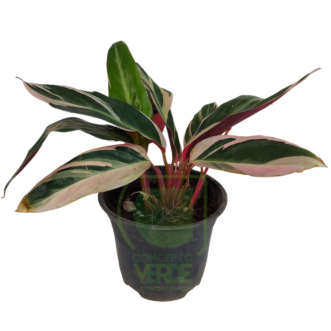 Stromanthe