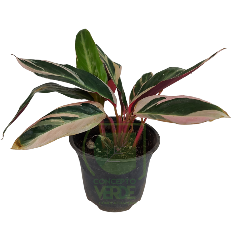 Stromanthe