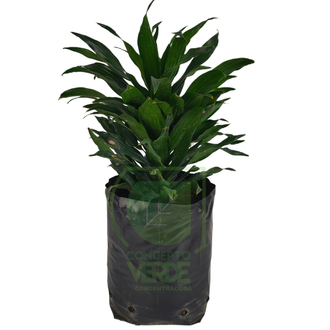 Dracaena Compacta (Mediana)