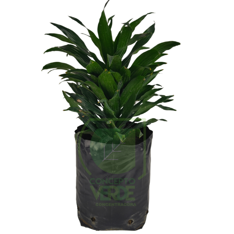 Dracaena Compacta (Mediana)