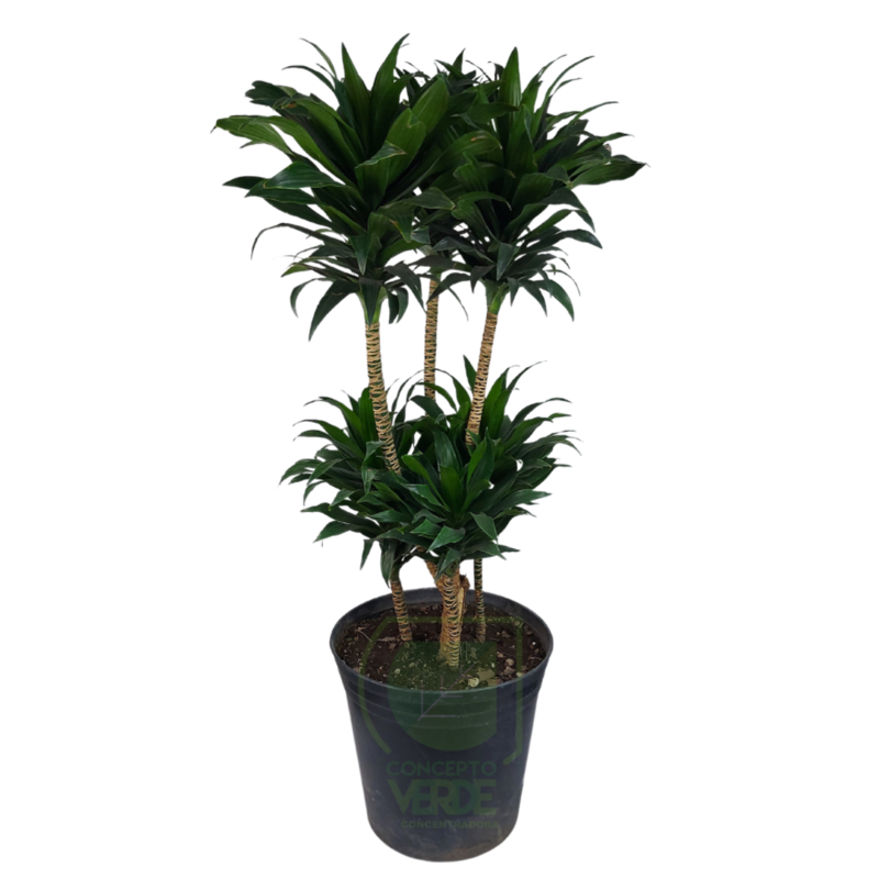 Dracaena Compacta (Grande)