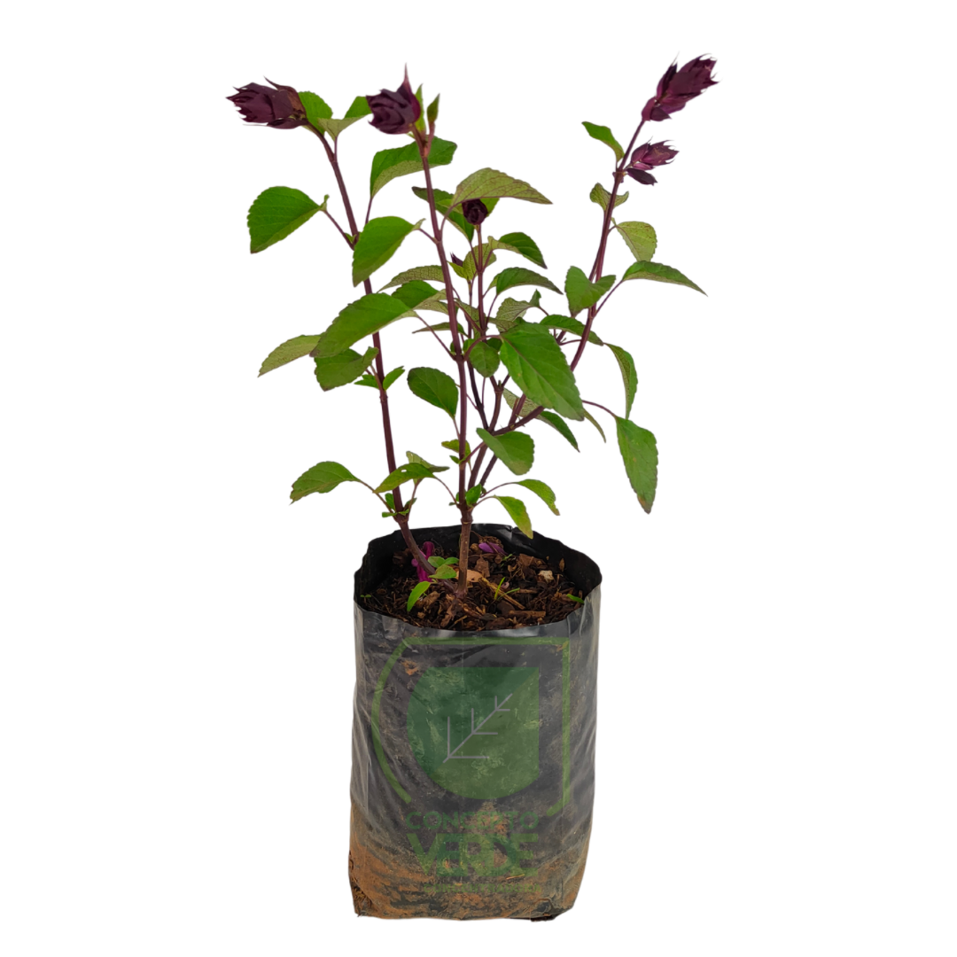 Salvia Guaranitica