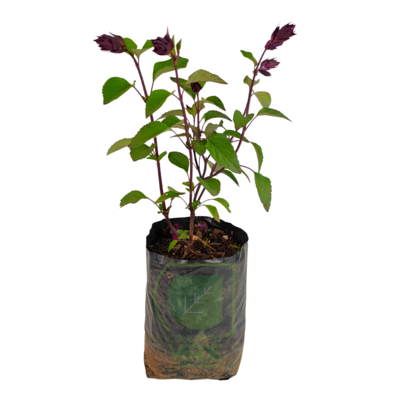 Salvia Guaranitica