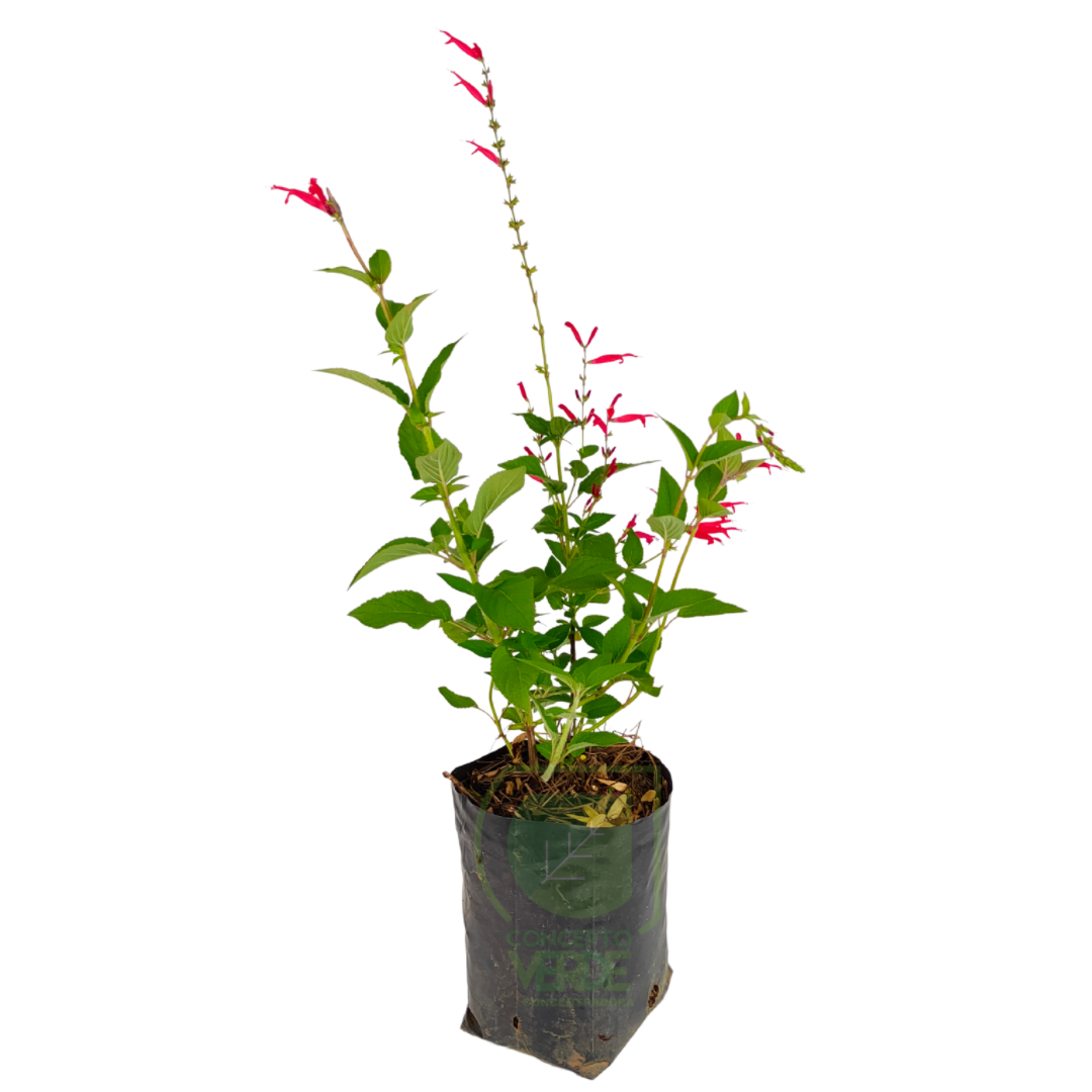 Salvia Roja