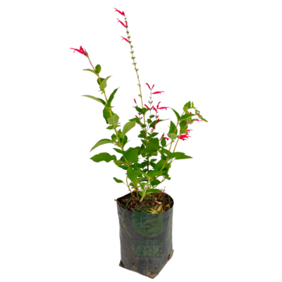 Salvia Roja