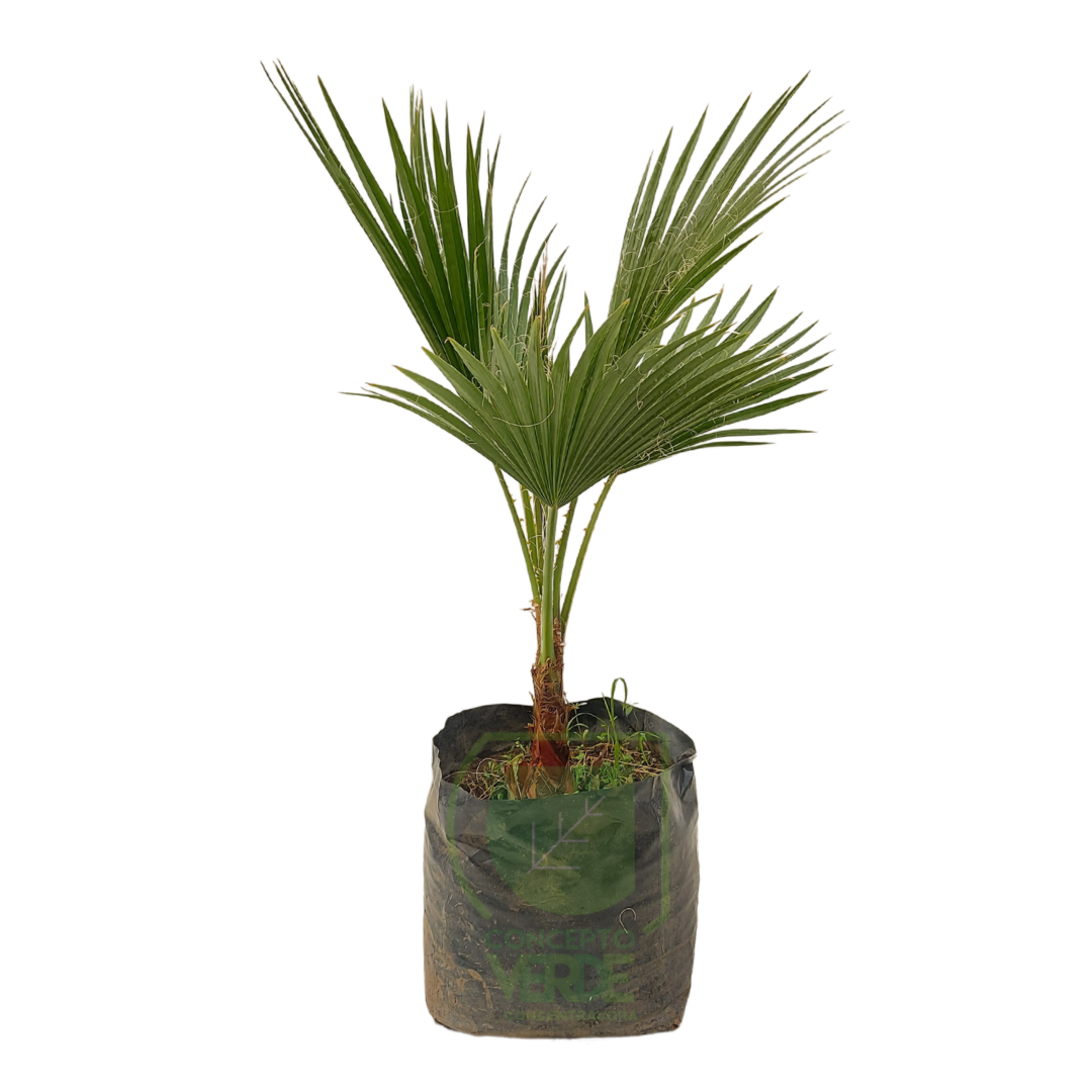 Palma Washingtonia #1