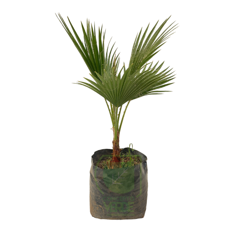 Palma Washingtonia #1