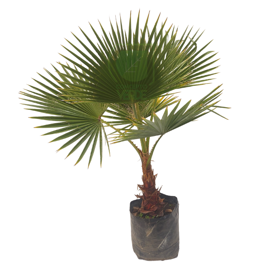 Palma Washingtonia #2