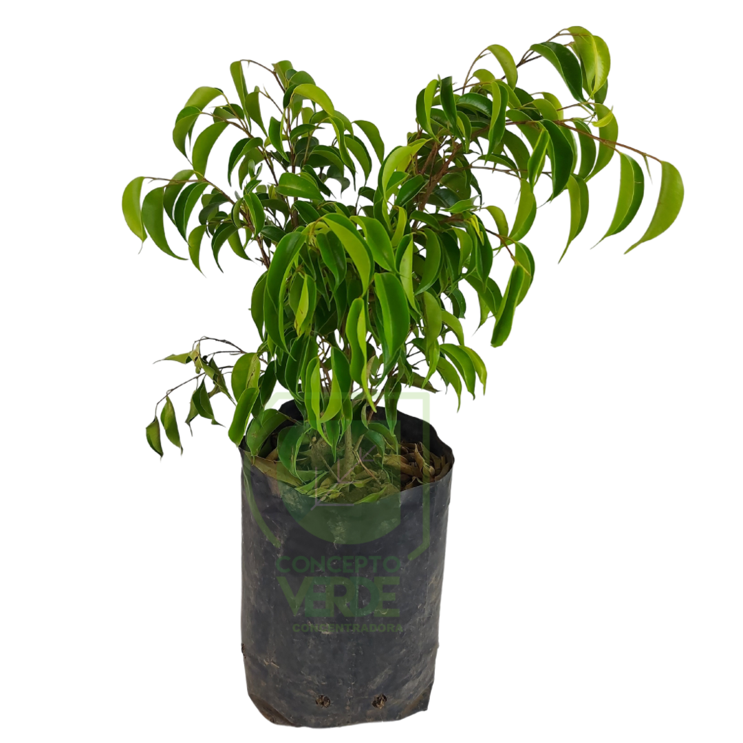Ficus Benjamina #1
