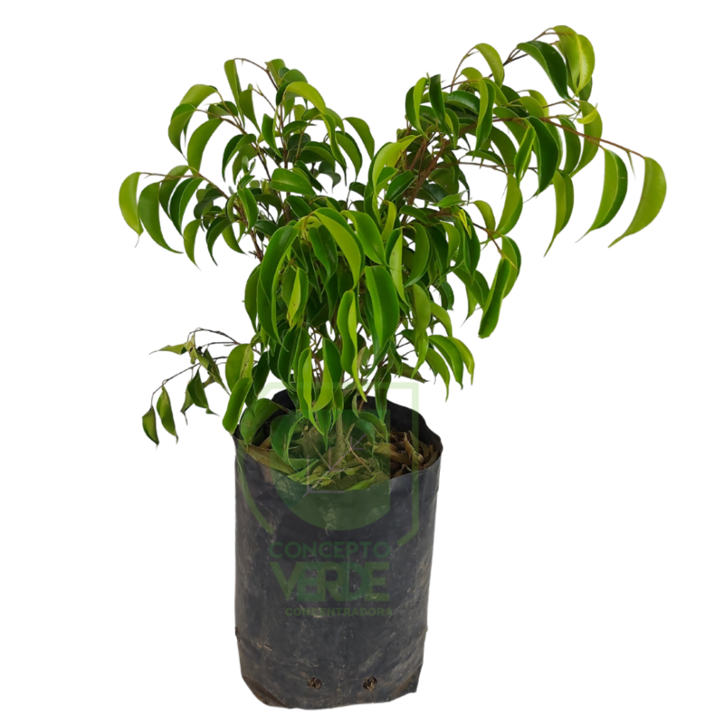 Ficus Benjamina #1