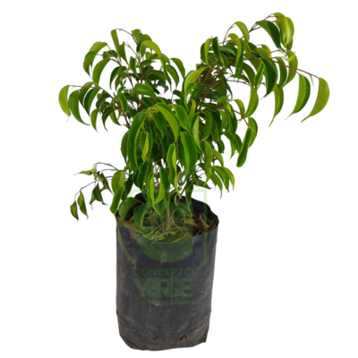 Ficus Benjamina (Chico)