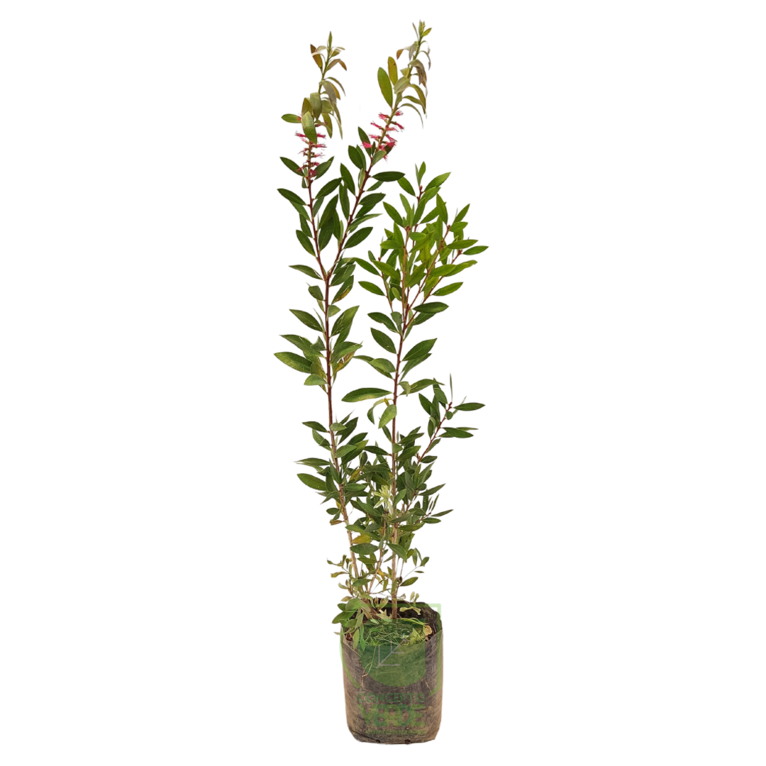 Callistemon (Chico)