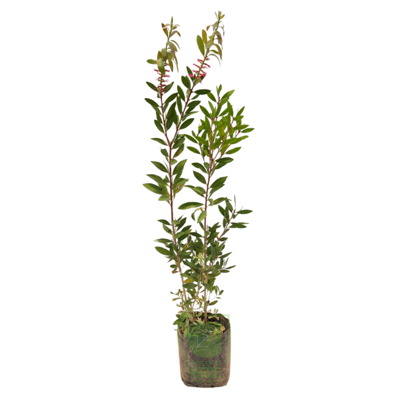 Callistemon (Chico)
