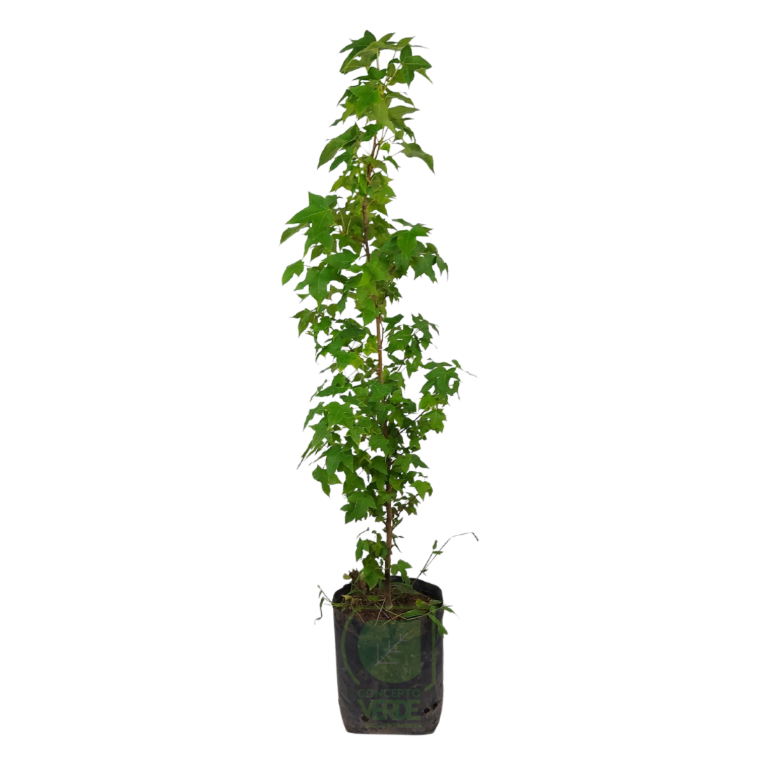 Liquidambar (Chico)