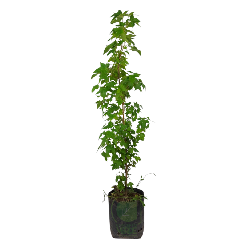 Liquidambar (Chico)
