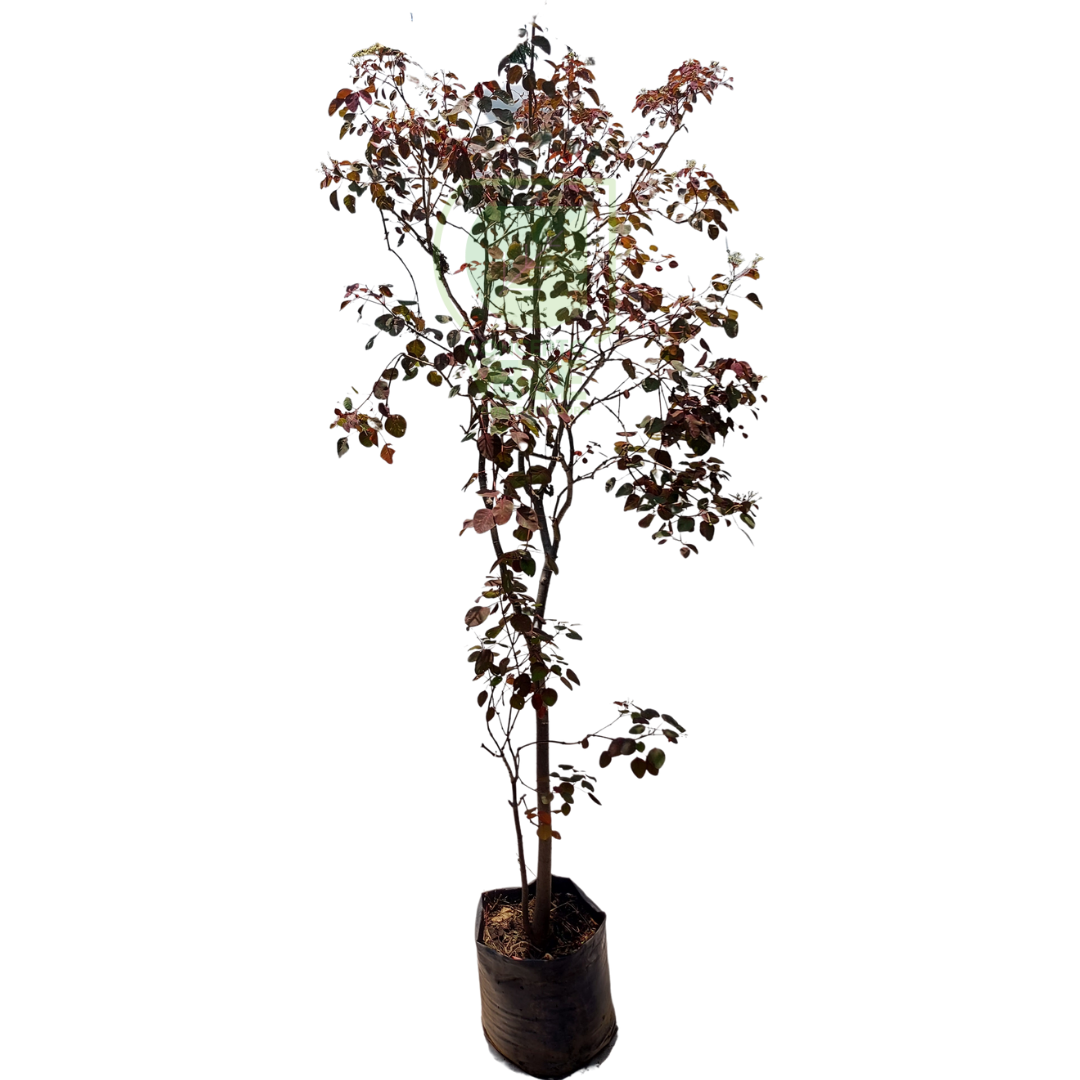 Sangre Libanesa 2.4m