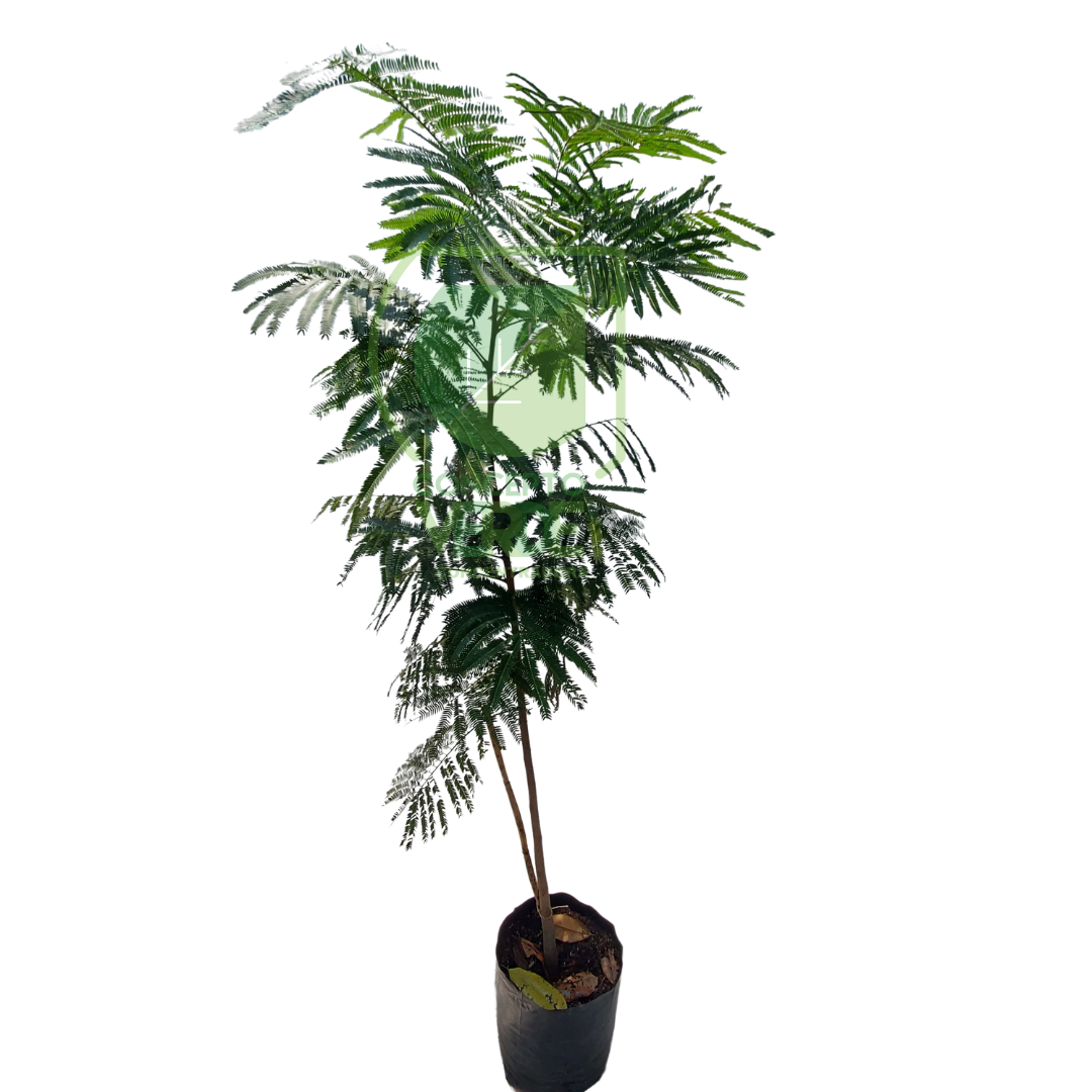 Acacia Roja