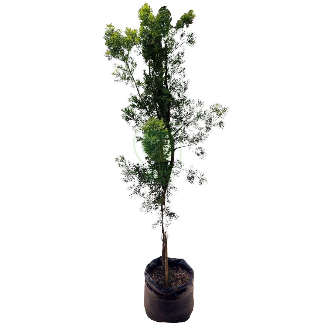 Podocarpus 2.4m