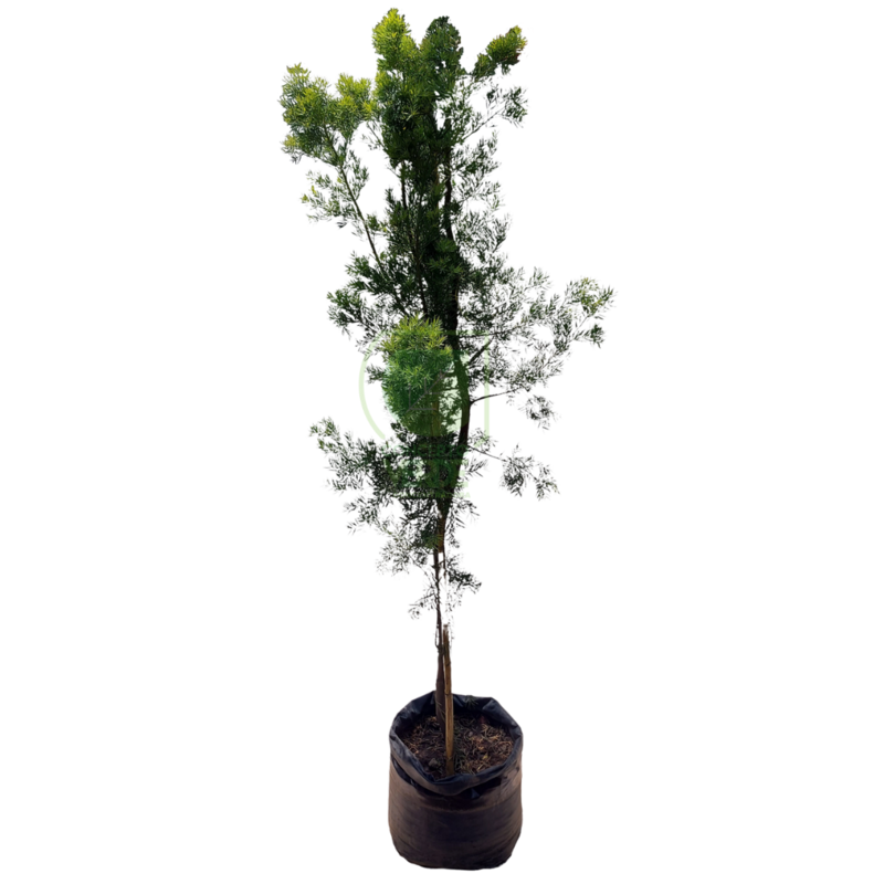 Podocarpus 2.4m