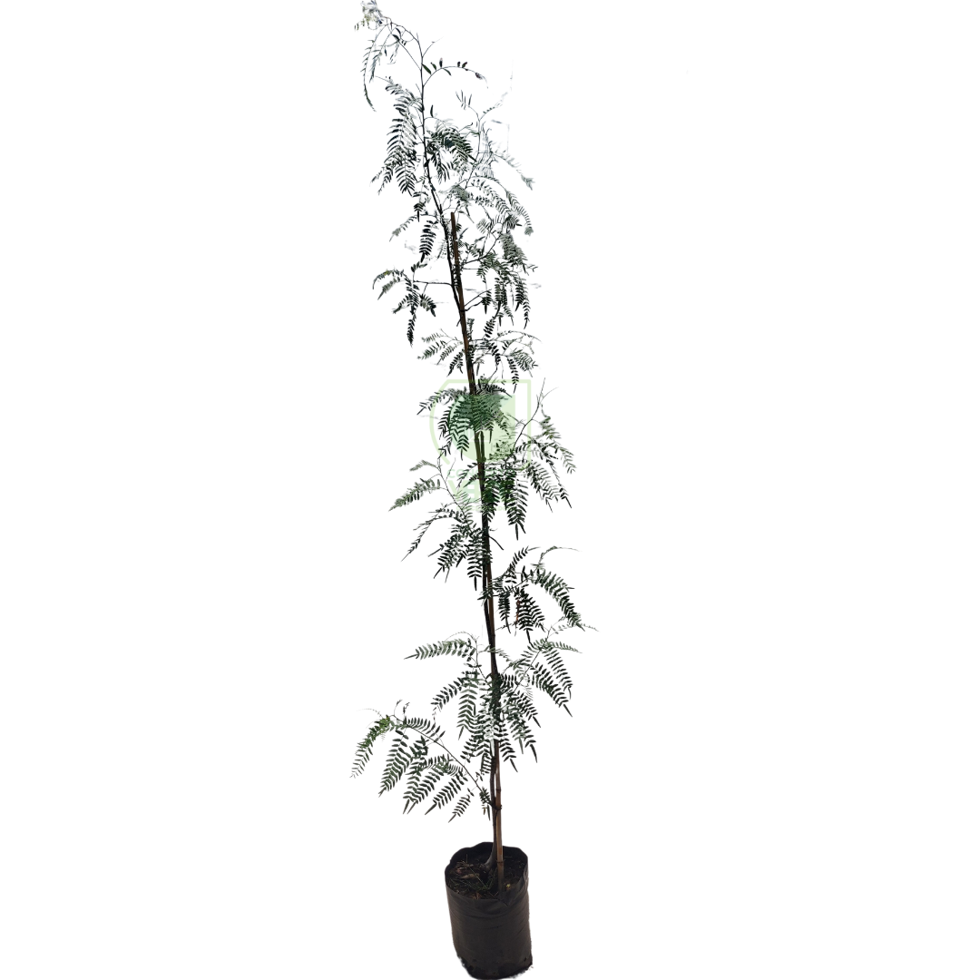 Pirul 2.2m
