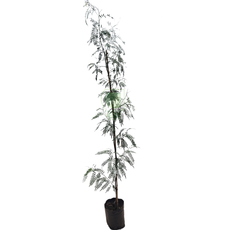 Pirul 2.2m