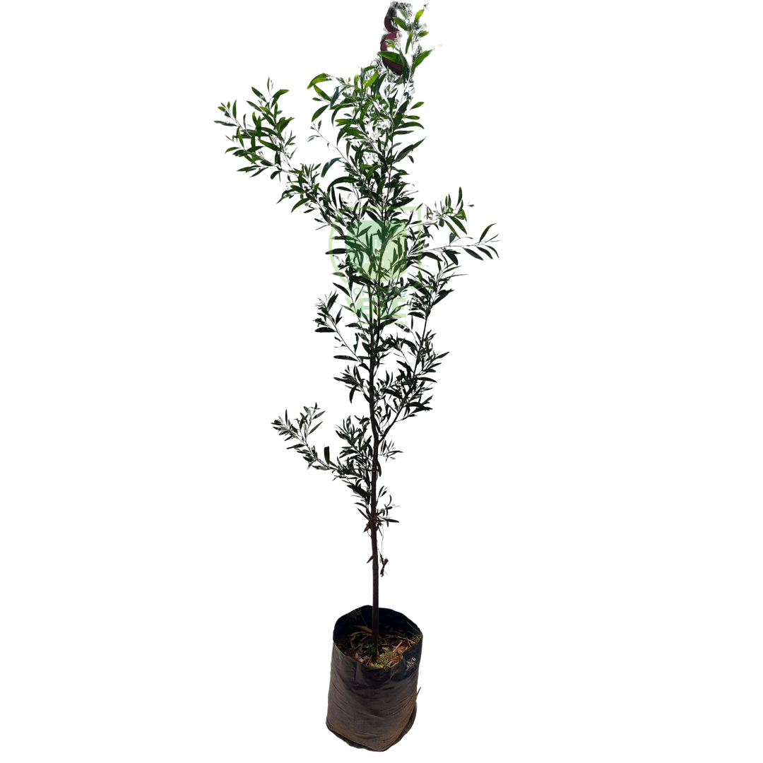 Acacia Negra