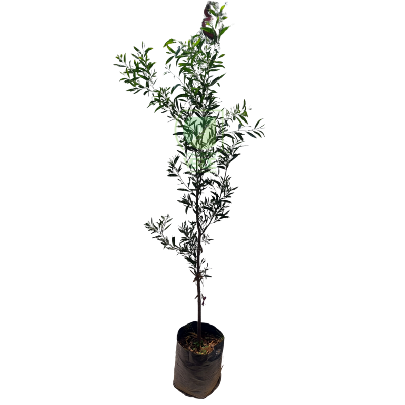 Acacia Negra