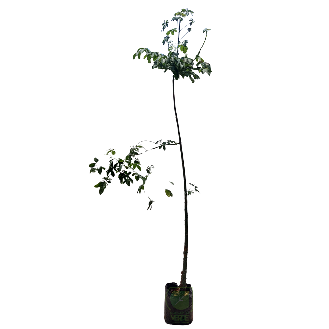 Ceiba #3