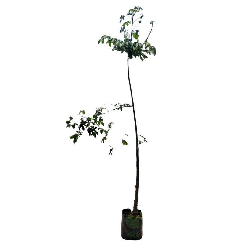 Ceiba #3