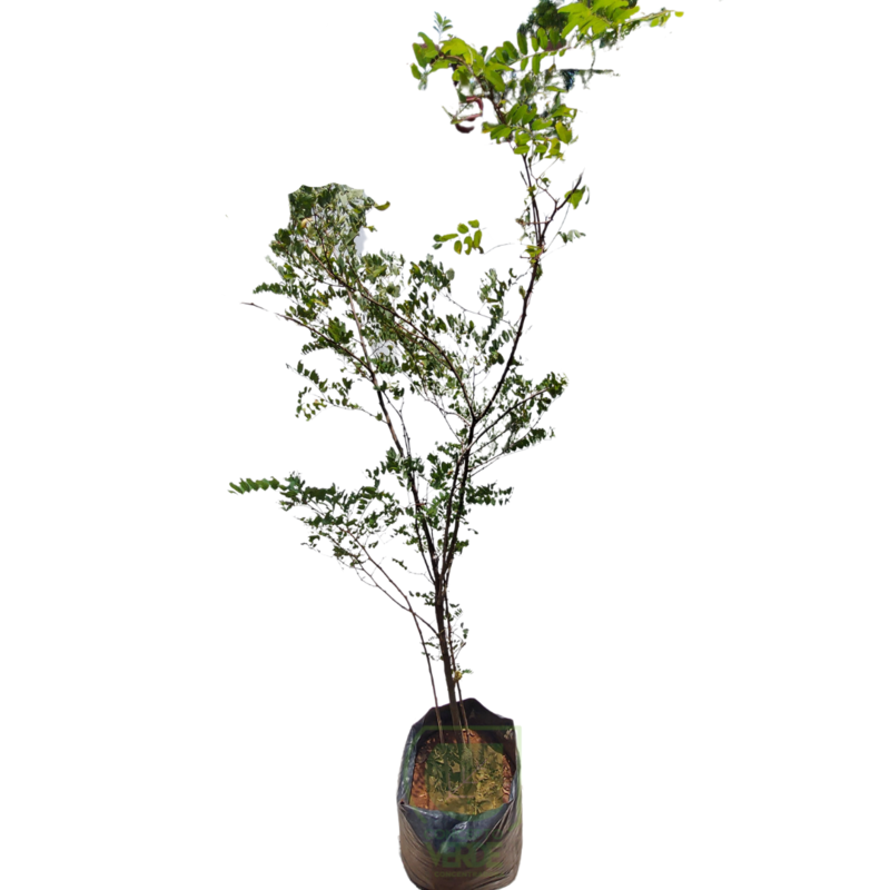 Acacia Blanca