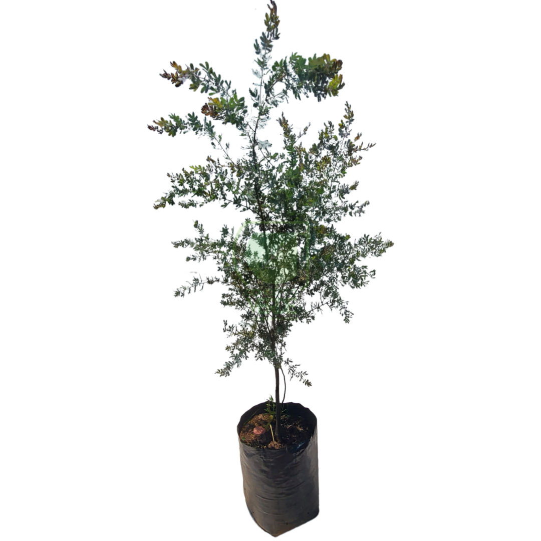 Acacia Morada #2